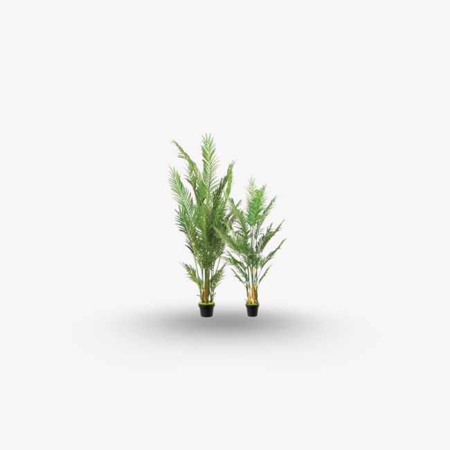 Areca Palm