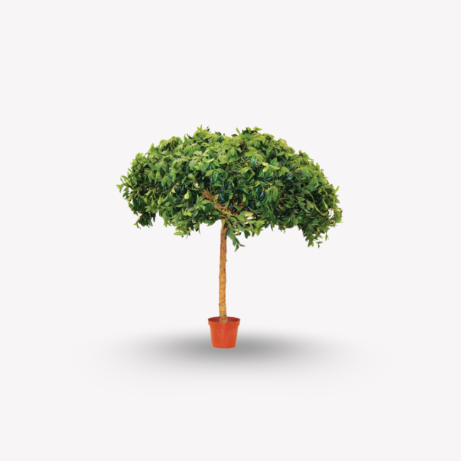 Conocarpus Stem Crown