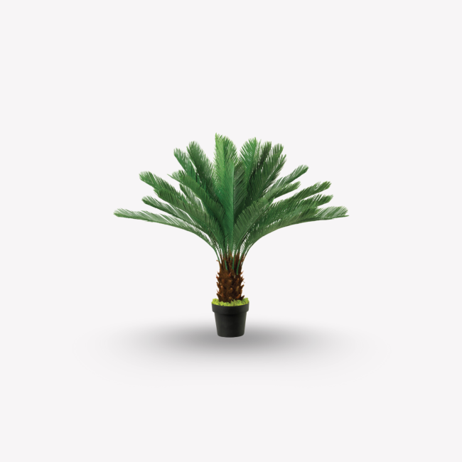 Cycas
