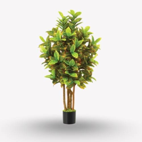 Croton Branched