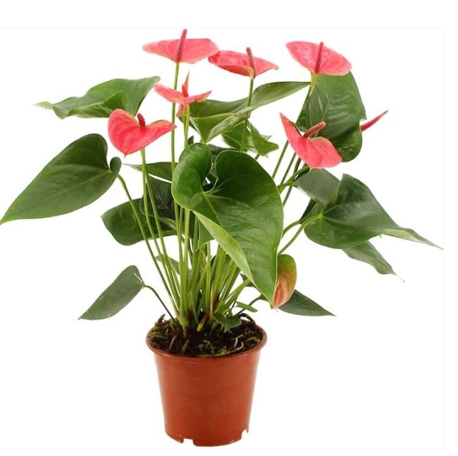 Anthurium Red