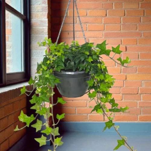 Hedera Hanging