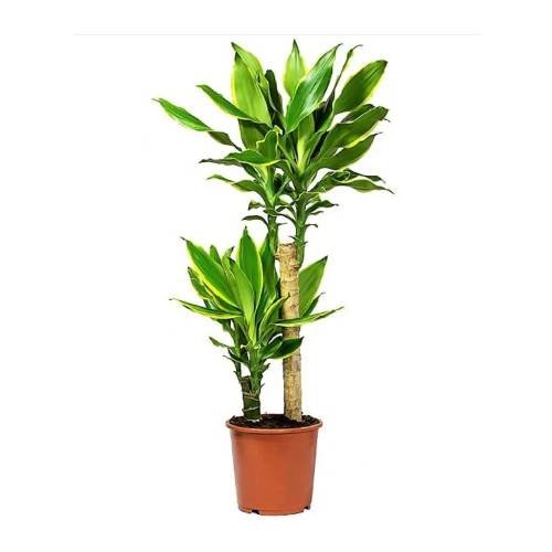 Dracaena massangeana-2pp
