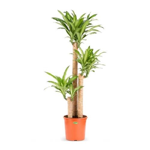Dracaena massangeana-3pp