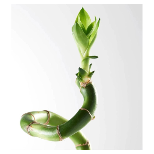 Lucky Bamboo Curly @ 70 cm