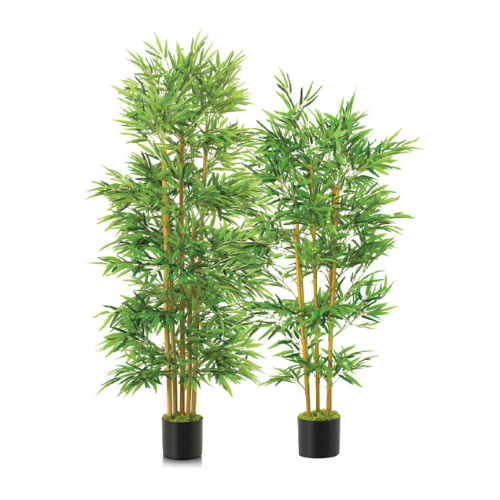 Yellow Bamboo