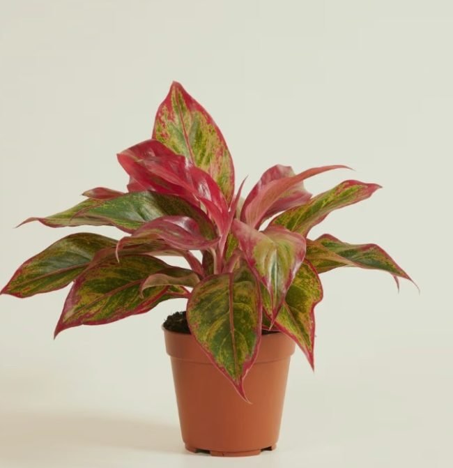 Agloanema Crete Red